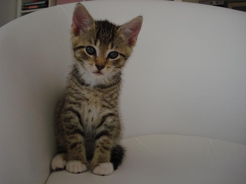 Jinx-18.09.08.JPG