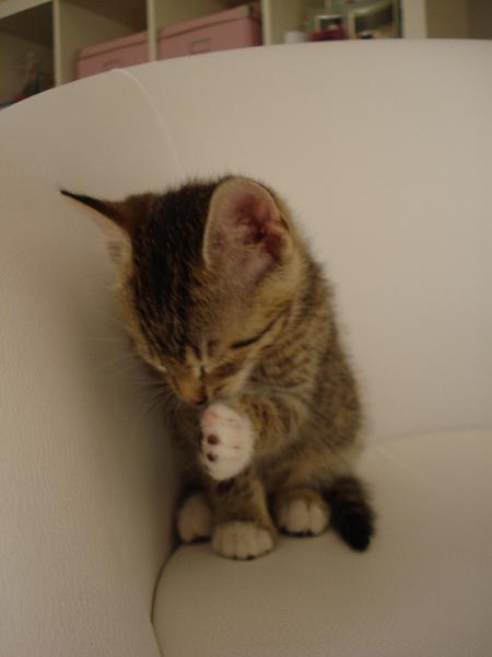 Jinx-18.09.08_7.JPG